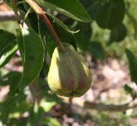 First baby on our new pear tree.