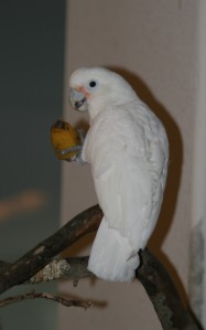 Our Goffin's Cockatoo eats a banana. Originally wild-caught 30 or so years ago, he didn't recognize bananas as food unless they were in the peel.