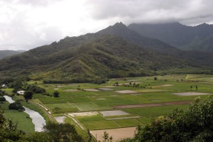 Taro fields, Kauai, Hawaii