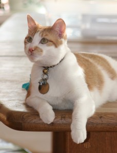 orange and white cat lays on a table
