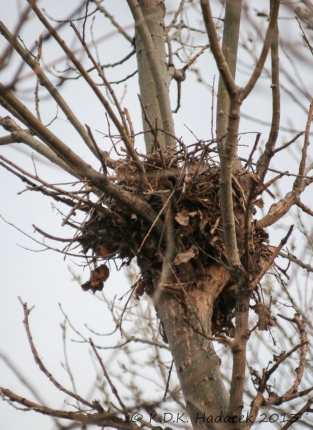 When this nest was no longer needed -- outgrown by the birds and grown chics - they moved on.