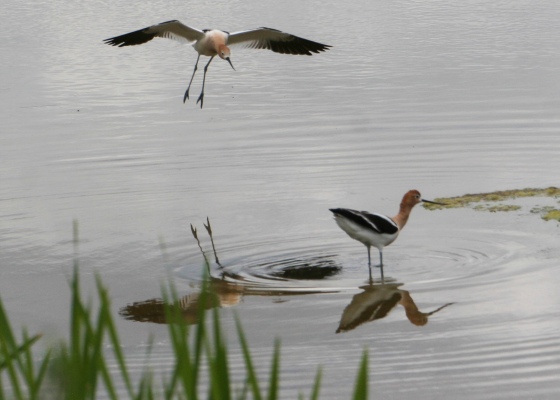 Avocets, landing bird, flying bird, wading bird