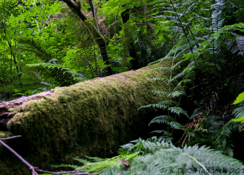 mossy redwood, tree, ferns, Redwood National Park, California