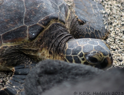 Sea turtle, Hawaii Island