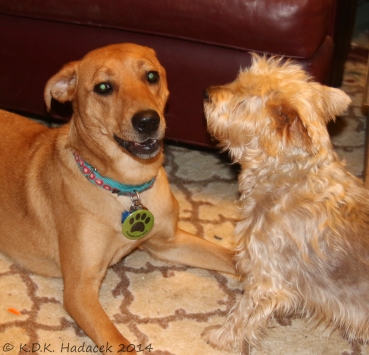 Aliana plays with Nutty, our Silky Terrier