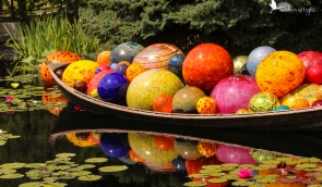 Chihuly glass sculpture, glass orbs, water lilies, Denver Botanical Garden