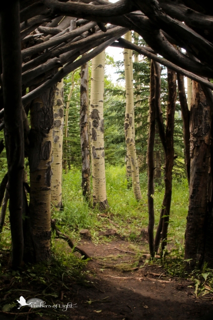 Looking out of the shelter at the nearby aspen trees,