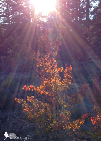 tree in sun's spotlight