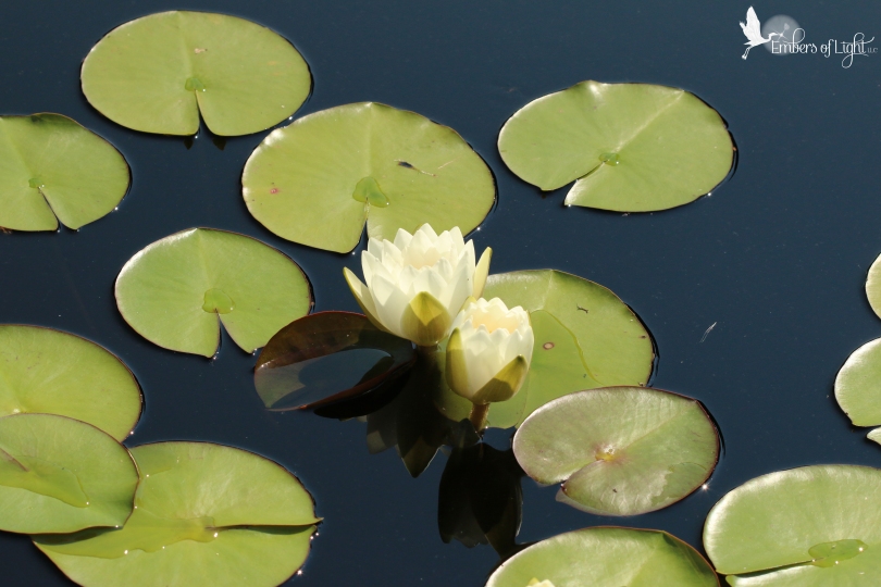 white water lilies, lily pads