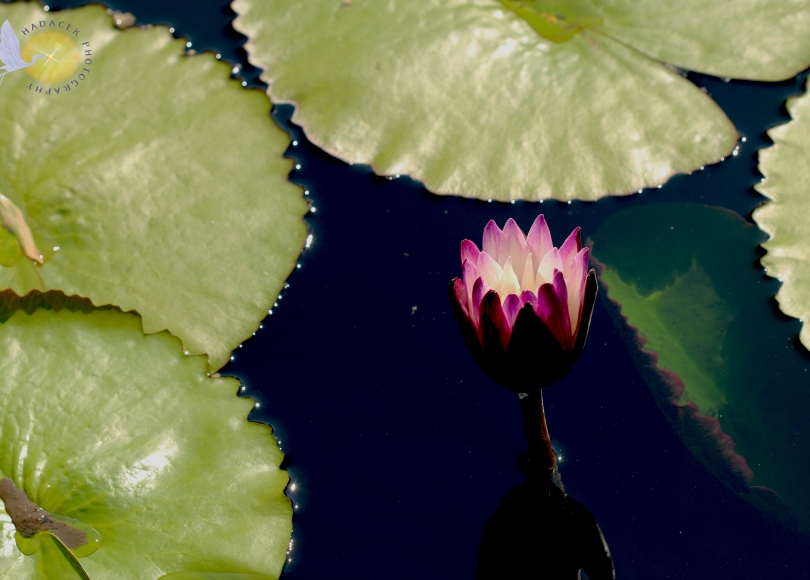 fuchsia water lily