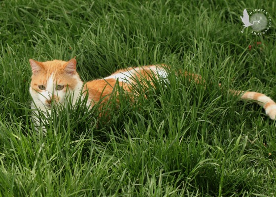 cat in grass