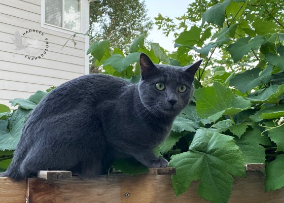 gray cat, grapevines