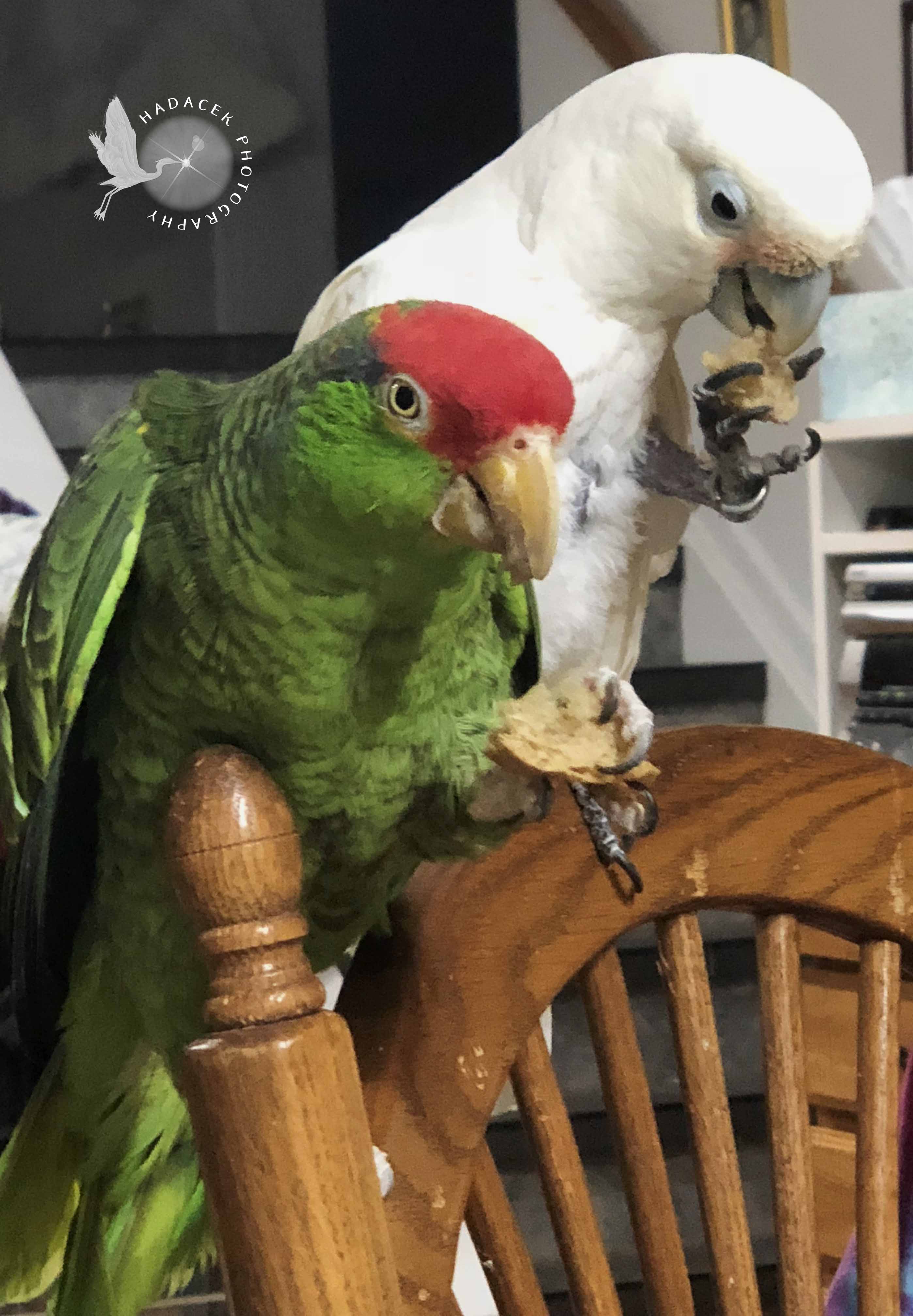 parrots eating