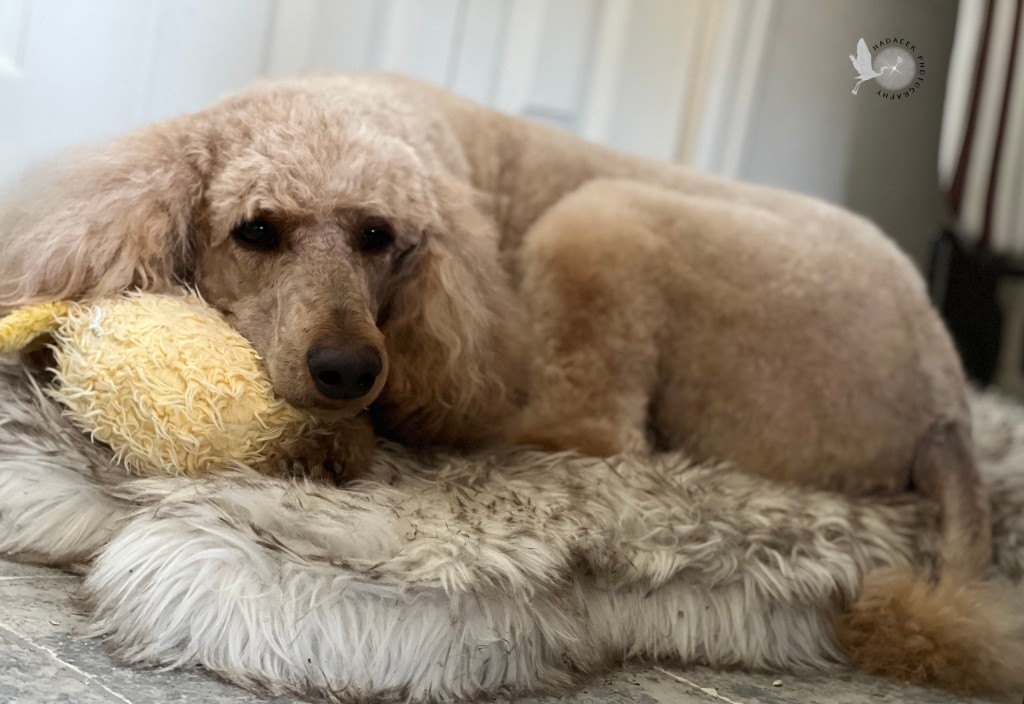 Apricot standard poodle rests on a fake fur bed, her head resting on a yellow stuffie.