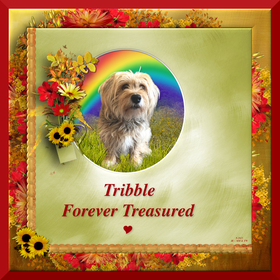An autumn-themed frame features a photo of a fluffy gold dog with a rainbow in the background, and the words "Tribble: forever treasured."